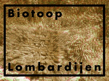 Dennis MuÃ±oz EspadiÃ±a, Intergalactic exploration of the biotope De Lombardijen, 2016.